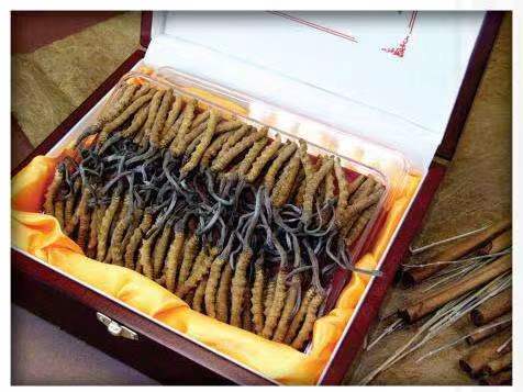 宏伟冬虫夏草回收